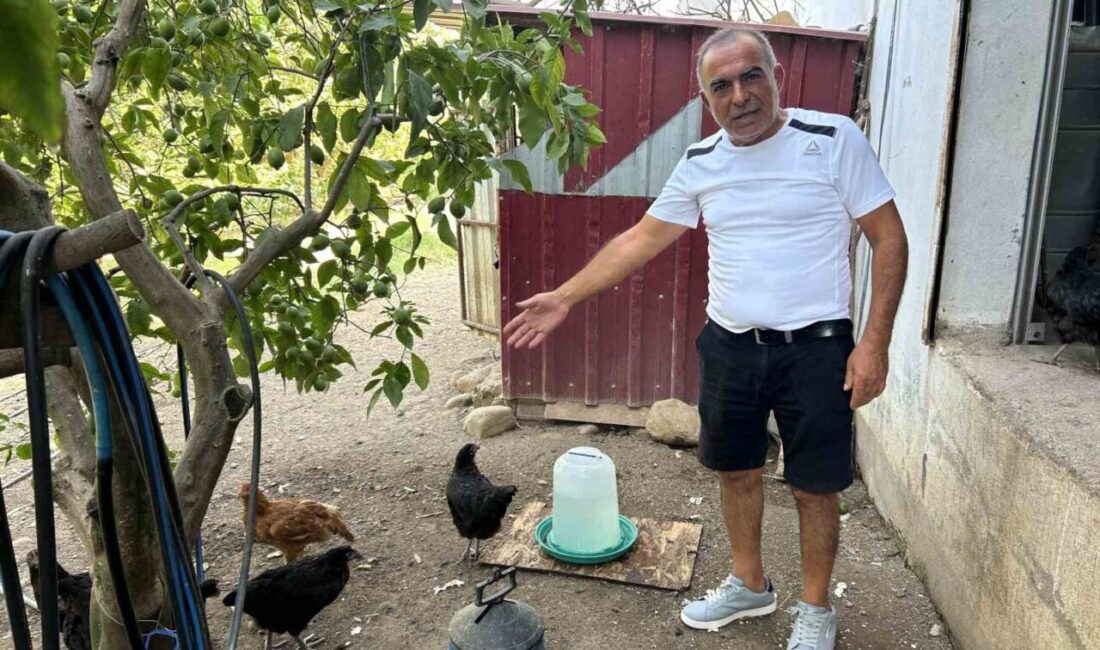 Hatay’da bahçeye giren sokak köpekleri, kümesteki 70 tavuğu telef etti.