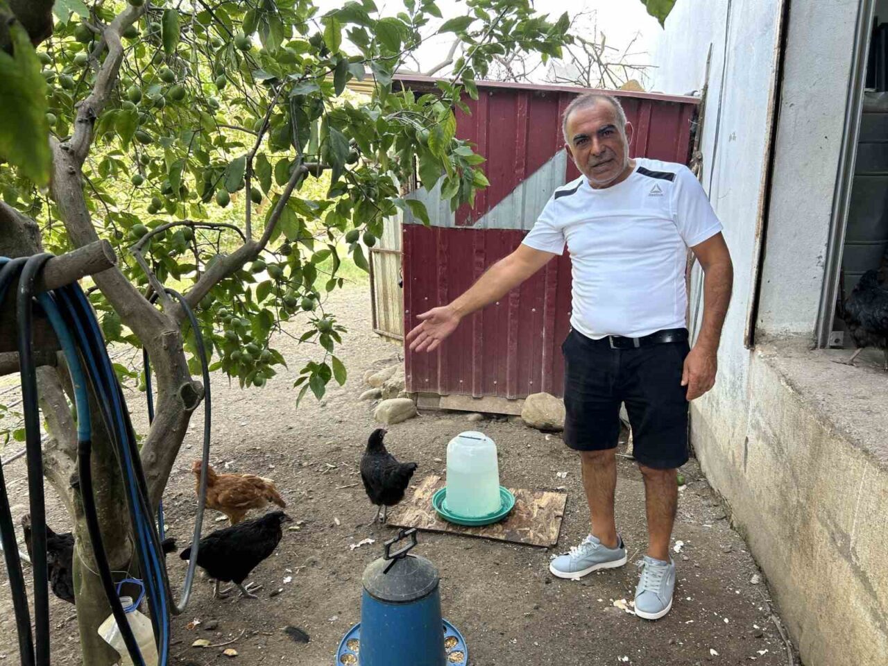 Hatay’da bahçeye giren sokak köpekleri, kümesteki 70 tavuğu telef etti.