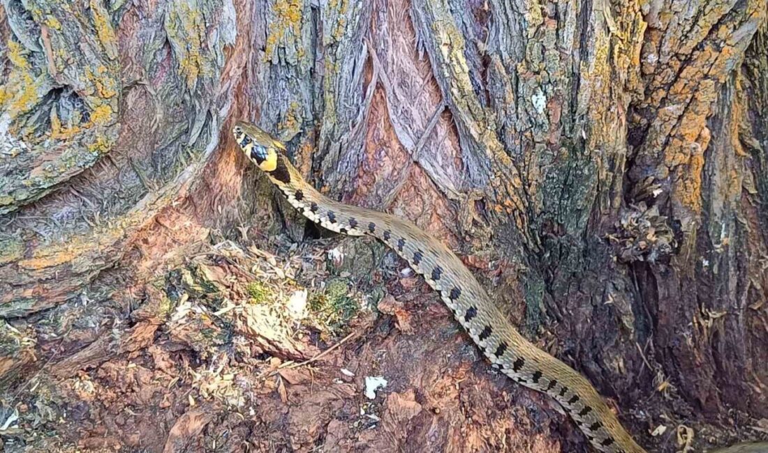 Soğuk iklimlerde yaşadığı bilinen küpeli su yılanı Erzincan’ın Tercan ilçesinde