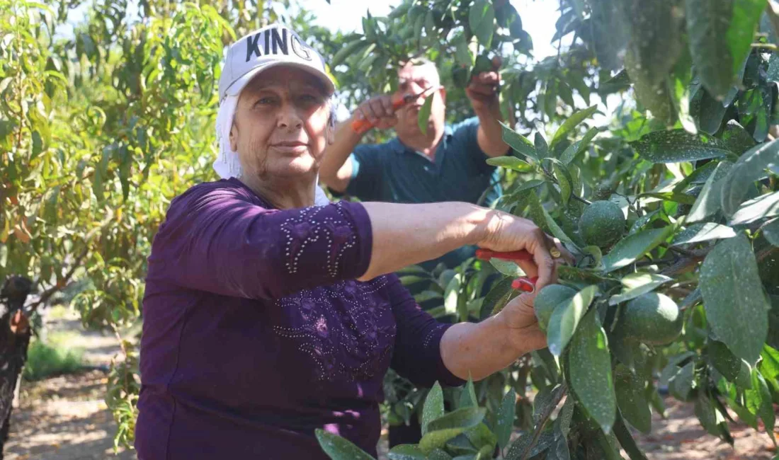 Hatay’ın Samandağ ilçesinde 5 dönümlük arazisinde erkenci mandalina hasadına başlayan
