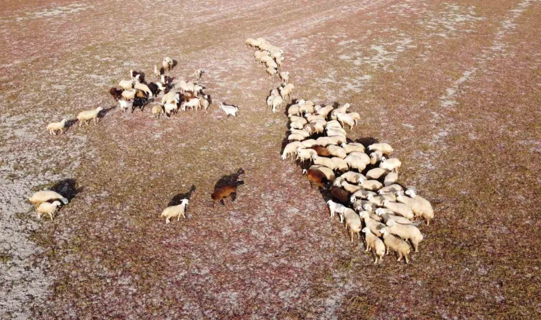 Yozgat’ın Esenli köyünde yer alan Gelingüllü Barajı’nda, bu yıl etkili