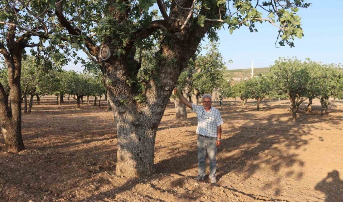 Türkiye’nin fıstık ihtiyacının büyük bir bölümünü karşılayan Şanlıurfa, son yılların