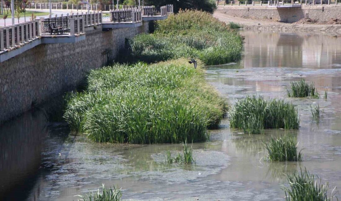 Türkiye’nin önemli akarsularından Yeşilırmak Nehri’nde azalan su seviyesi alarm veriyor.