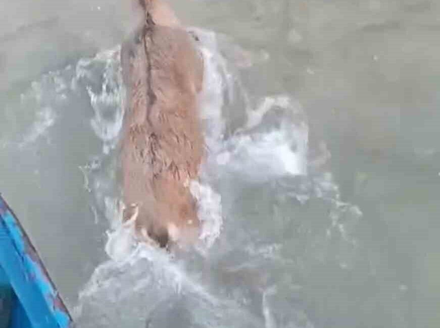 Elazığ’da kurtlardan kaçarken Keban Baraj Gölü’ne düşen dağ keçisini balıkçılar