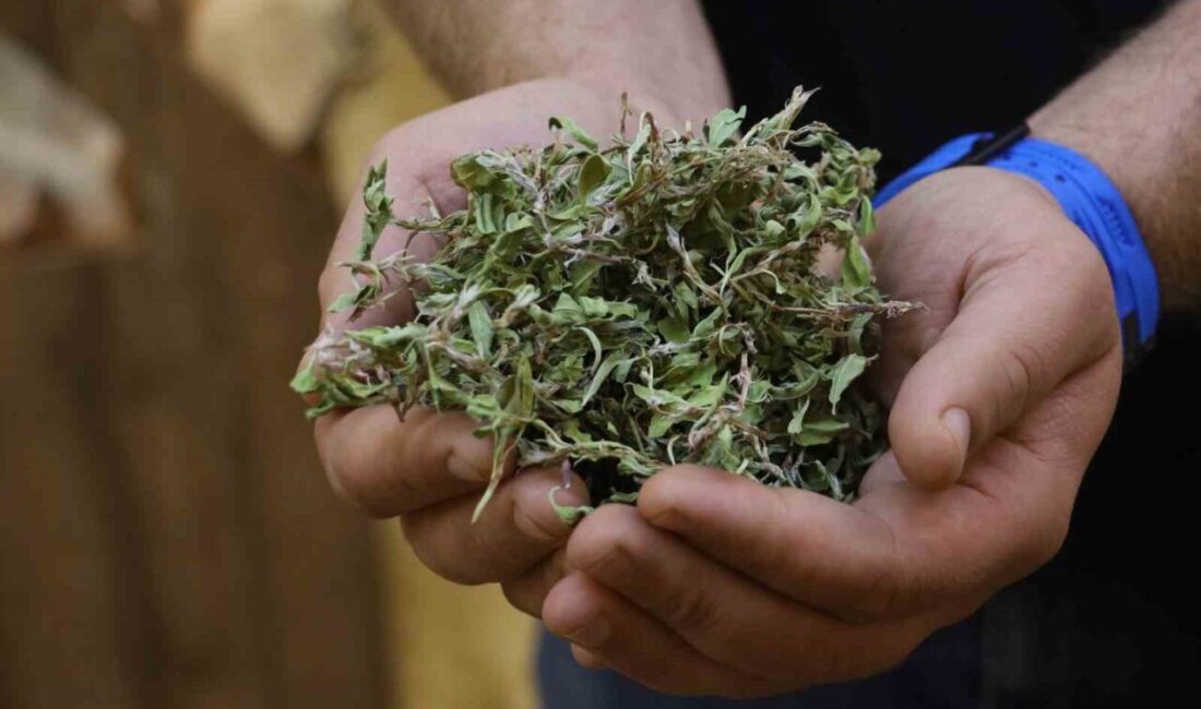 Sivas’a özgü toplaması kadar kurutması da zahmetli madımak otunun 100