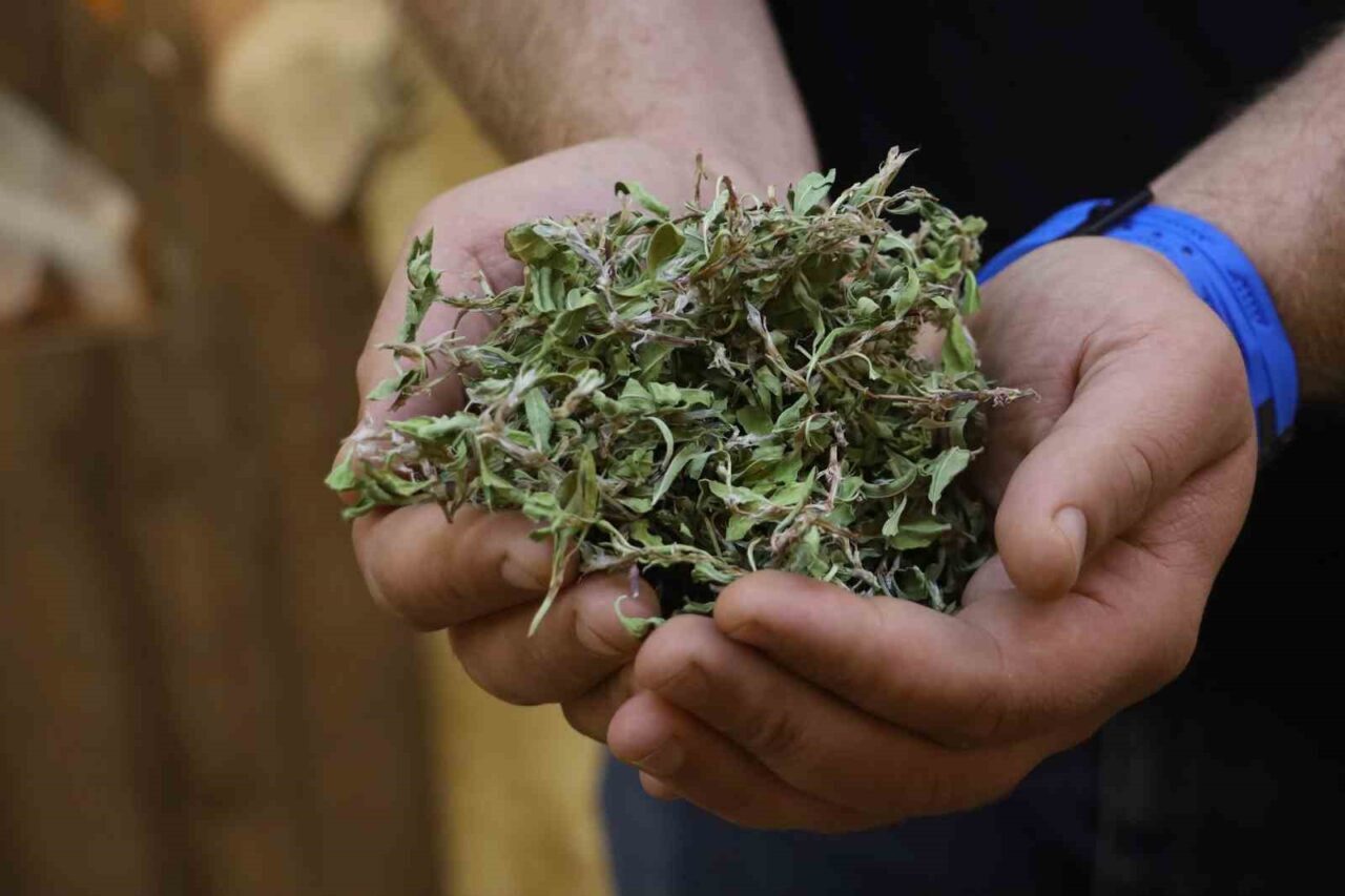 Sivas’a özgü toplaması kadar kurutması da zahmetli madımak otunun 100