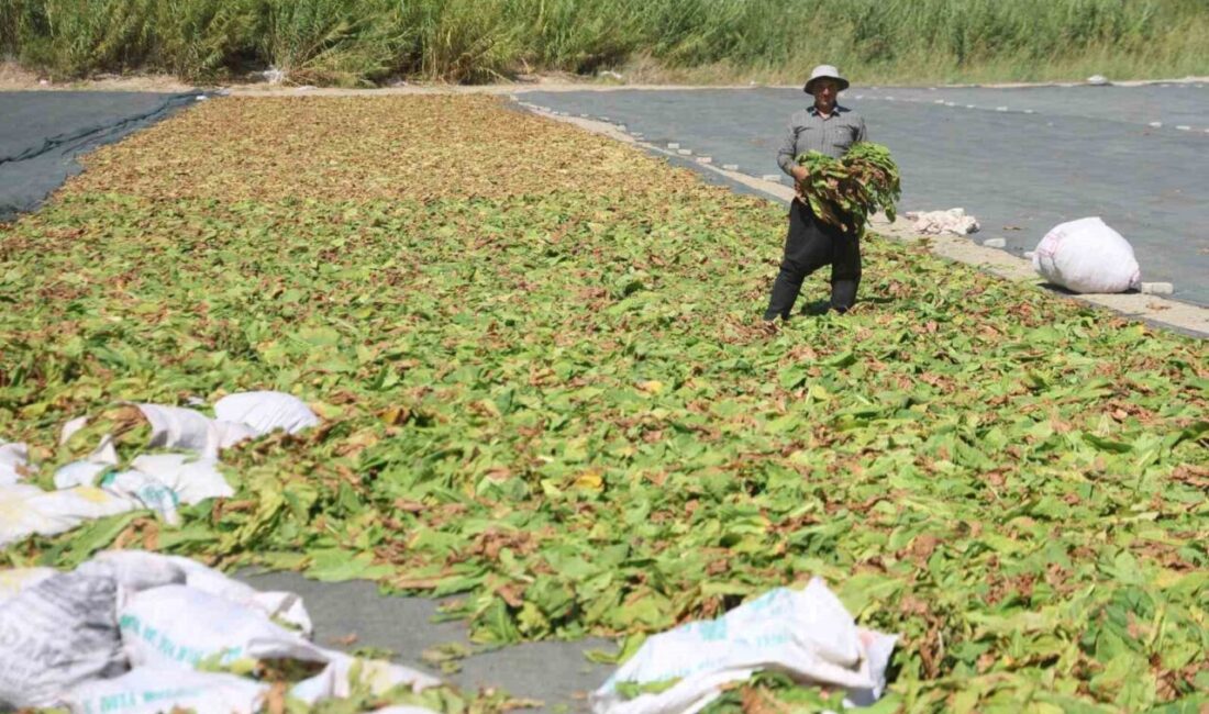 HATAY (İHA) – Türkiye’nin tarım merkezlerinden olan Hatay’da 40 dereceyi