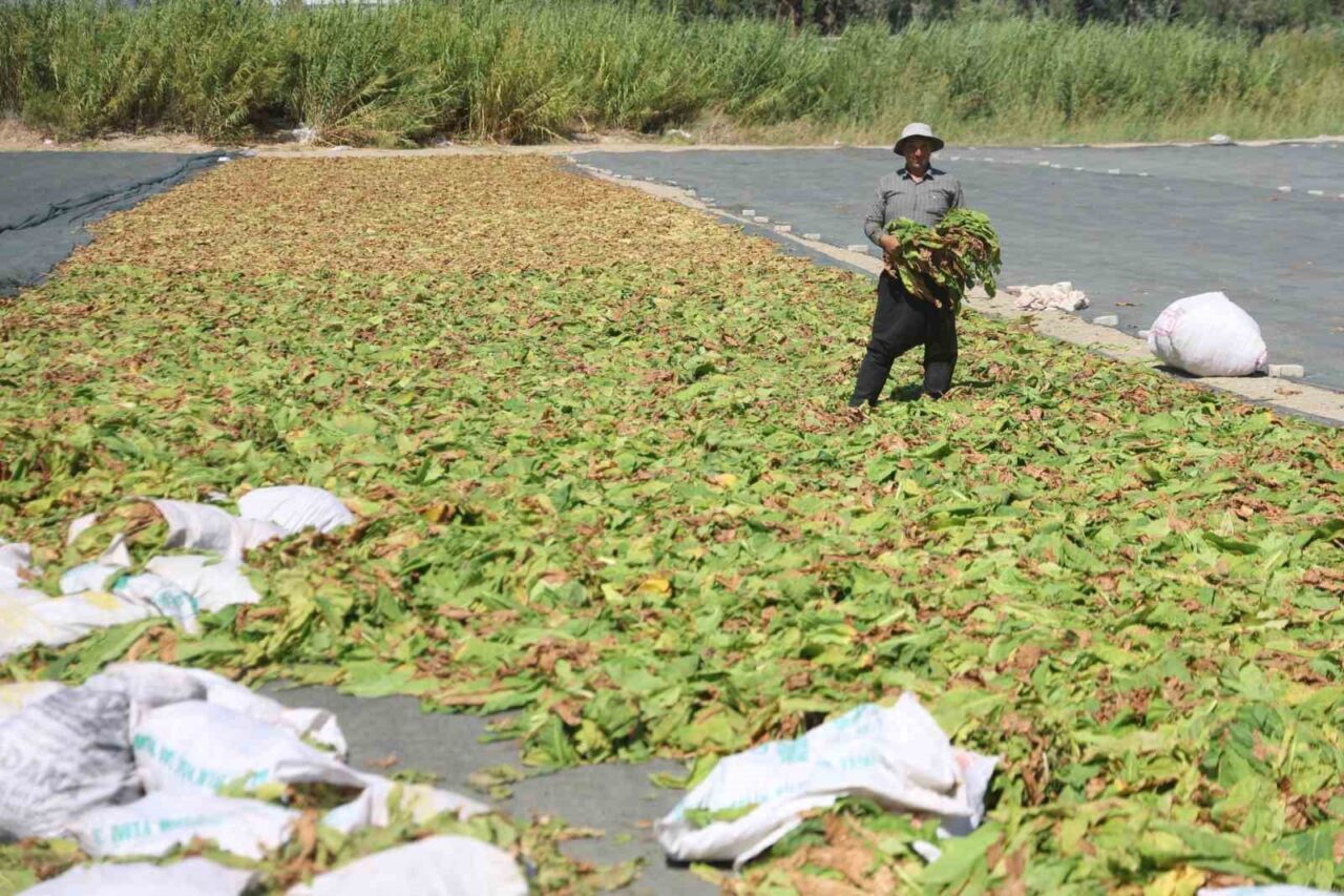 HATAY (İHA) – Türkiye’nin tarım merkezlerinden olan Hatay’da 40 dereceyi
