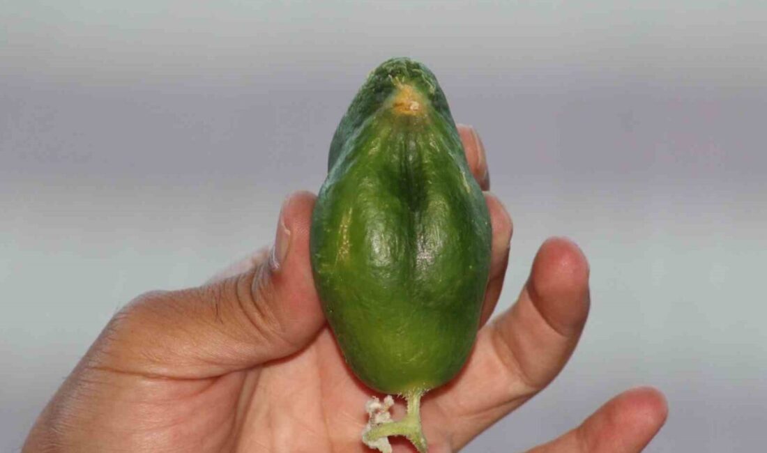 Diyarbakır’da havuz işletmesi olan Vedat Yılmaz, bölgenin ağaçlık olması nedeni