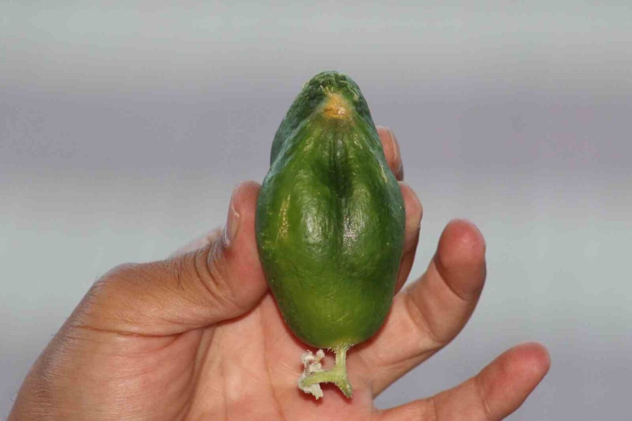 Diyarbakır’da havuz işletmesi olan Vedat Yılmaz, bölgenin ağaçlık olması nedeni