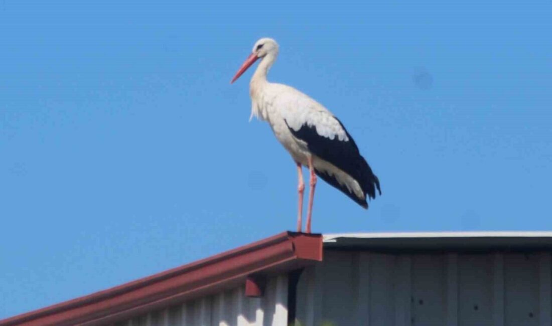 Aydın’ın 17 ilçesinde yıllardır düzenli olarak yapılan leylek (Ciconia ciconia)