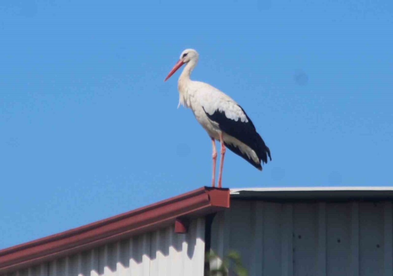 Aydın’ın 17 ilçesinde yıllardır düzenli olarak yapılan leylek (Ciconia ciconia)