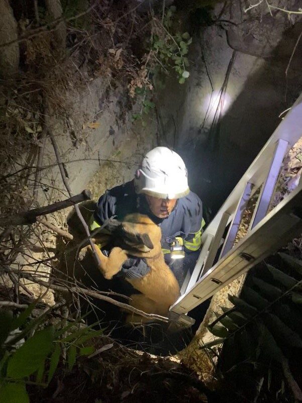 Hatay’da kuyuya düşen köpek, itfaiye ekipleri tarafından kurtarıldı. Defne ilçesi