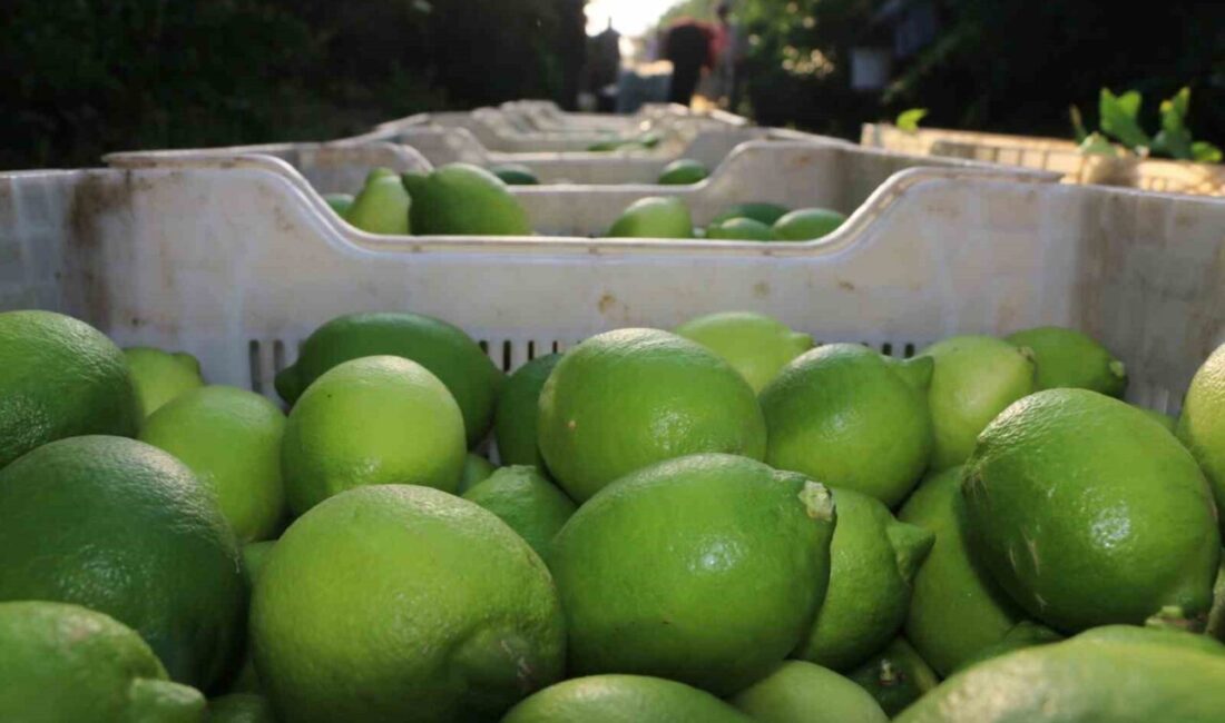 Adana İl Tarım ve Orman Müdürü Atilla Beyazıt, Turunçgil Kesim