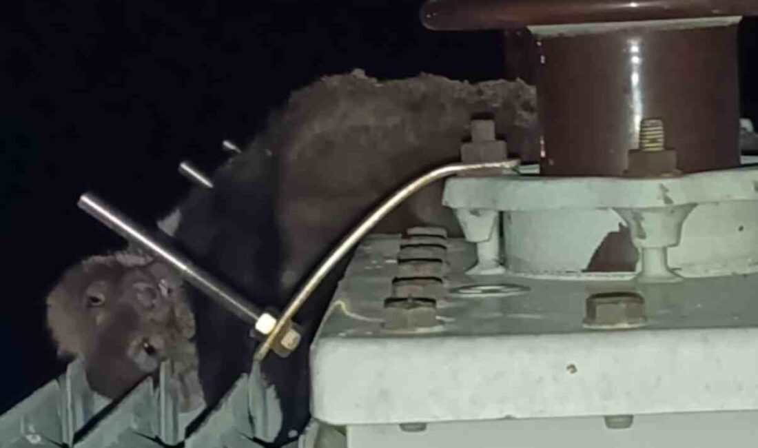 Konya’nın Kulu ilçesinde bir mahallede sık sık kesilen elektriğin nedeni