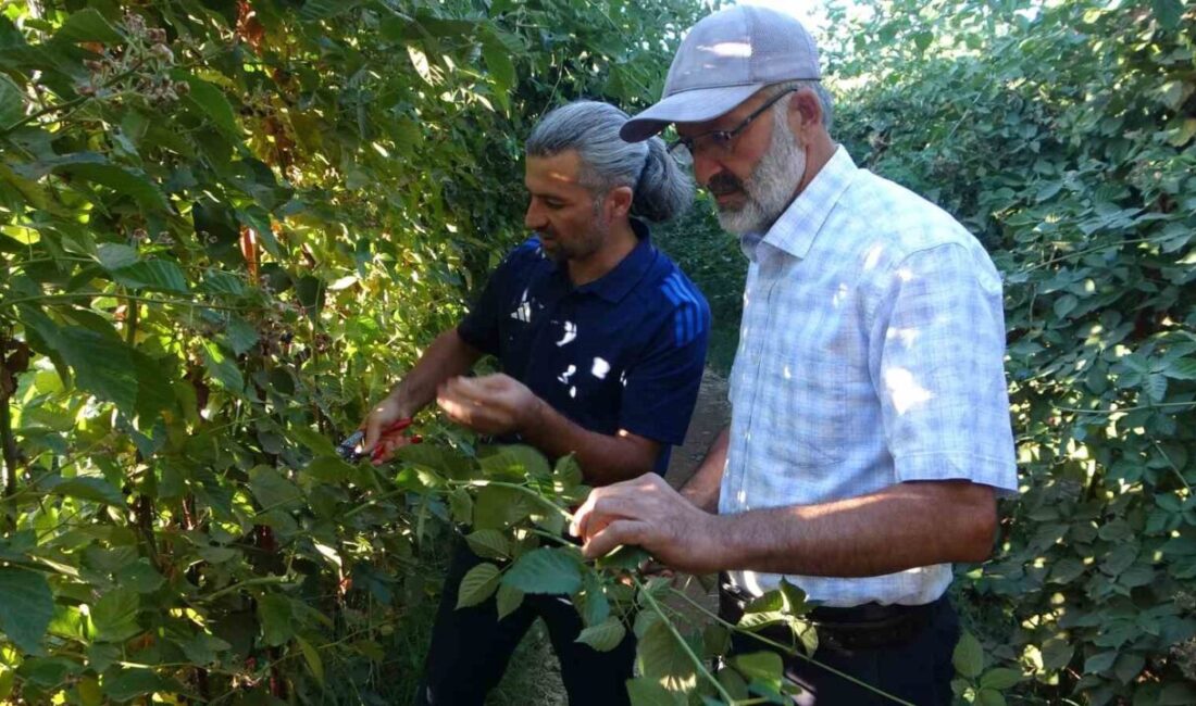 Türkiye’nin kayısı başkenti olarak bilinen Malatya’da, son yıllarda küresel iklim