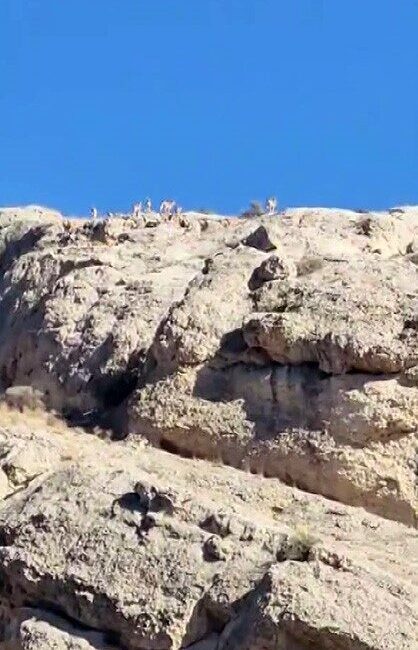 Malatya’nın Darende ilçesinde, nesli tükenme tehdidi altındaki yaban keçileri sürü