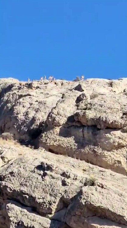 Malatya’nın Darende ilçesinde, nesli tükenme tehdidi altındaki yaban keçileri sürü