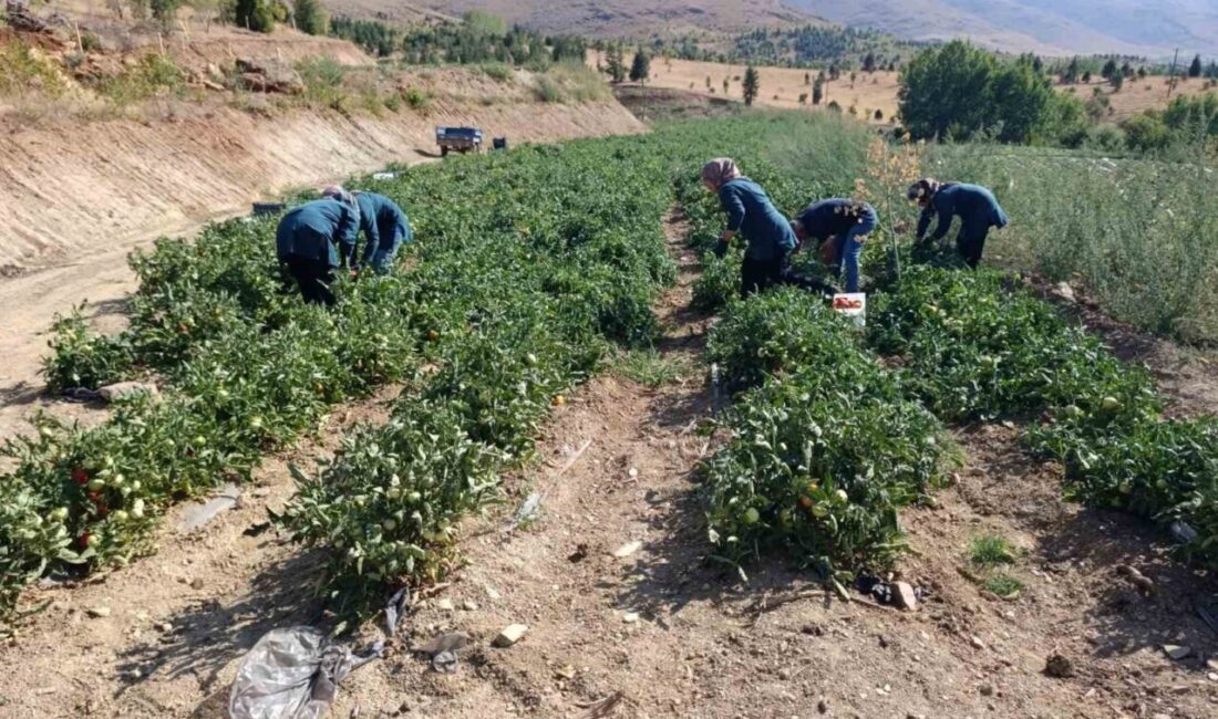 Malatya’nın Doğanşehir ilçesinde kadın girişimiyle kurulan Zeynep Ana Kadın Kooperatifi