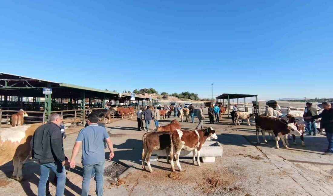 Malatya’da şap hastalığı serotipi SAT-1’e karşı alınan tedbirler kapsamında geçici
