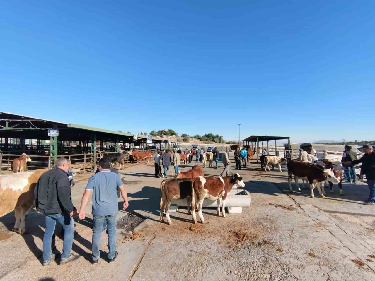 Malatya’da şap hastalığı serotipi SAT-1’e karşı alınan tedbirler kapsamında geçici