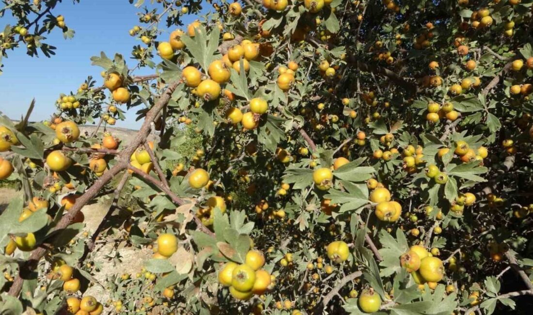 Malatya’nın Akçadağ ilçesinde aşılanan yabani alıçların hasadı başladı. Bu yıl
