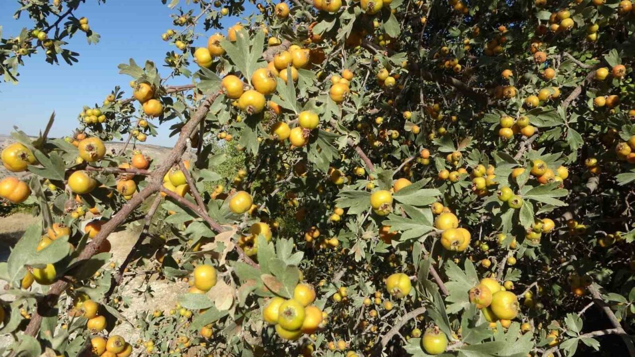 Malatya’nın Akçadağ ilçesinde aşılanan yabani alıçların hasadı başladı. Bu yıl