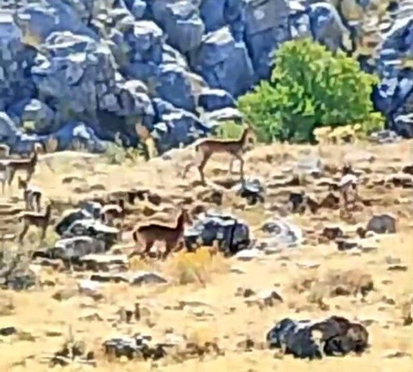 Malatya’nın Akçadağ ilçesinde, nesli tükenme tehlikesi altında bulunan ve koruma