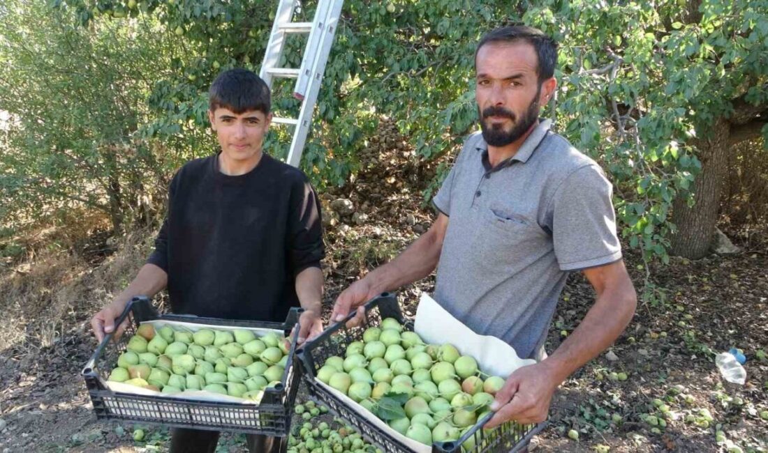 Malatya’da yetiştirilen coğrafi işaret tescilli Akçadağ armudunda hasat başladı. Yaklaşık