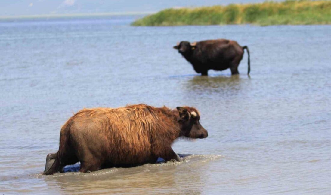 Türkiye’de manda sayısı 2020 yılına göre yüzde 16’lık düşüşle 158 bin