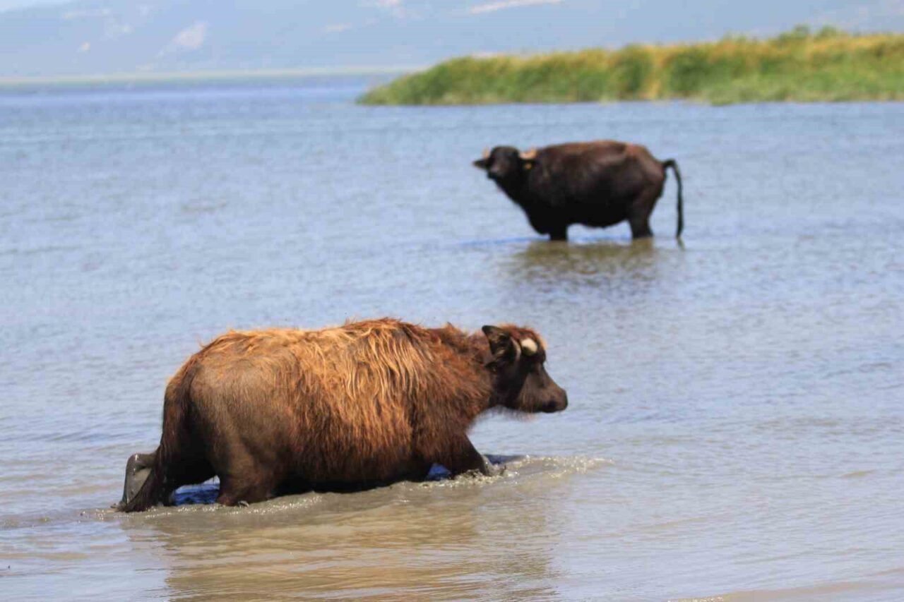 Türkiye’de manda sayısı 2020 yılına göre yüzde 16’lık düşüşle 158 bin
