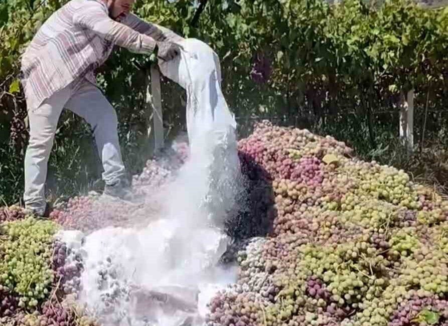 Manisa’nın Alaşehir ilçesinde yasaklı ziraat ilacı kullanıldığı belirlenen bağlardan toplamda