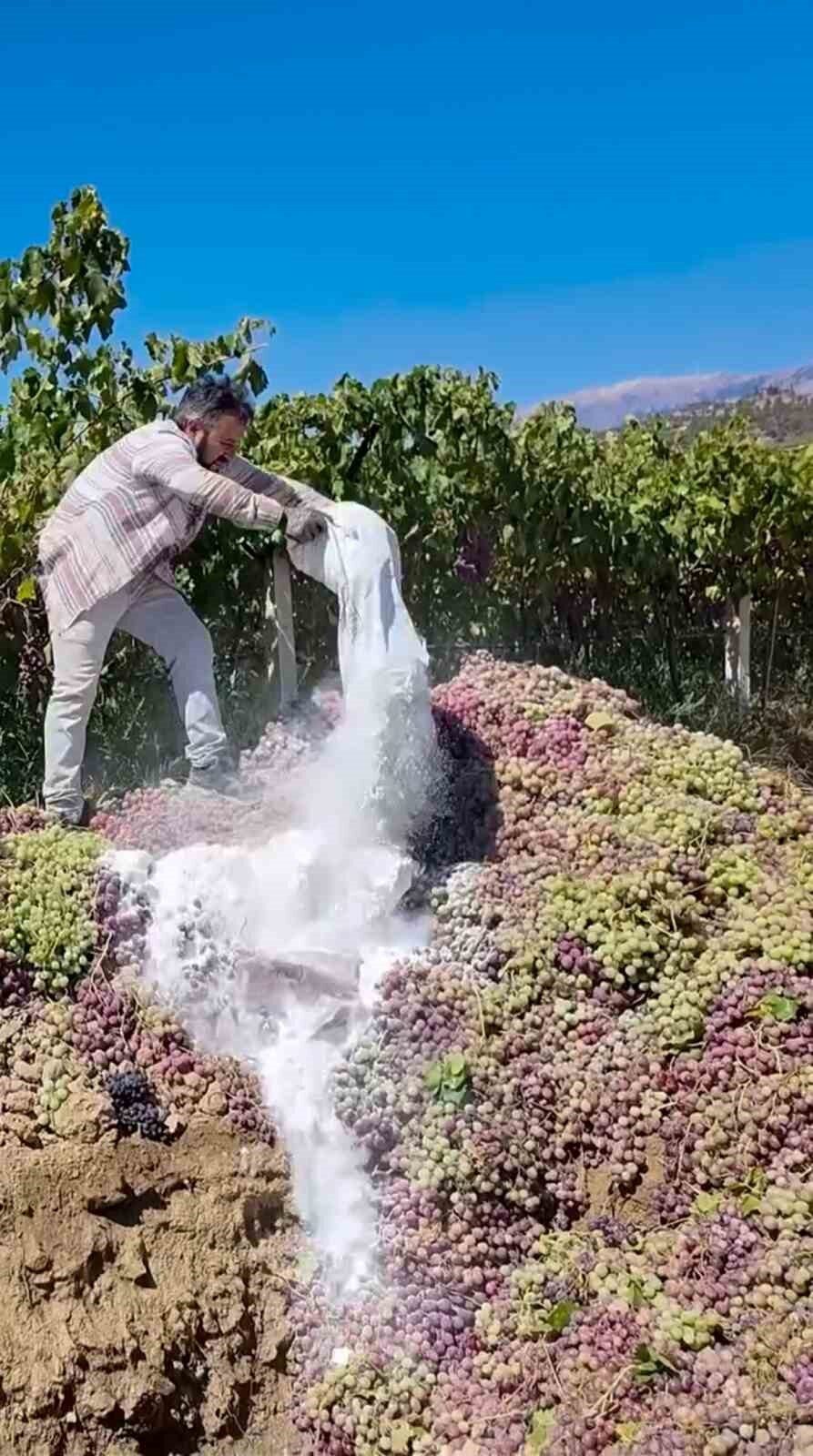 Manisa’nın Alaşehir ilçesinde yasaklı ziraat ilacı kullanıldığı belirlenen bağlardan toplamda