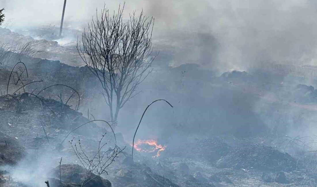 Balıkesir’in Bandırma ilçesi Susurluk kara yolunda, Manyas Kuş Cenneti yakınlarında