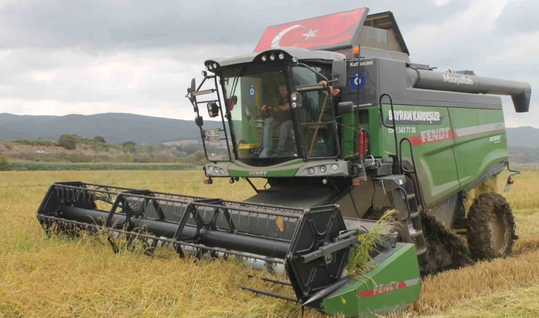 Balıkesir’in Manyas ilçesinde 100 bin dekarlık alanda çeltik hasadı başladı.