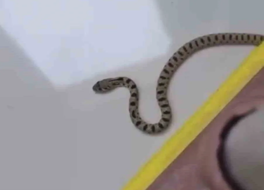 Mardin’in Kızıltepe ilçesinde bir apartmanın 8’inci katında görülen yılan paniğe