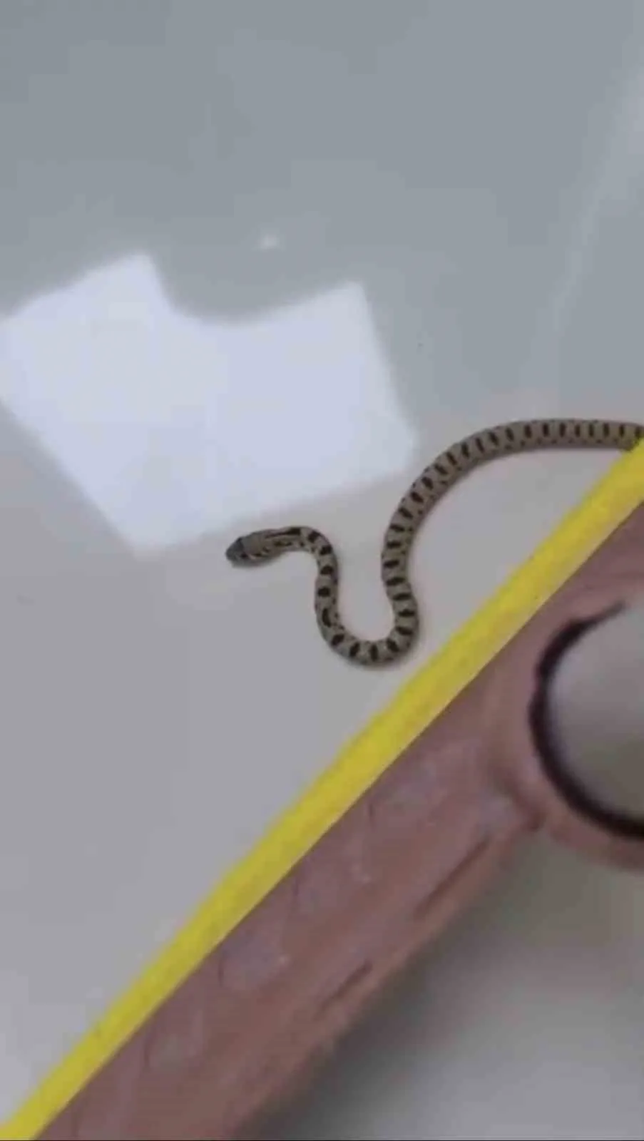 Mardin’in Kızıltepe ilçesinde bir apartmanın 8’inci katında görülen yılan paniğe