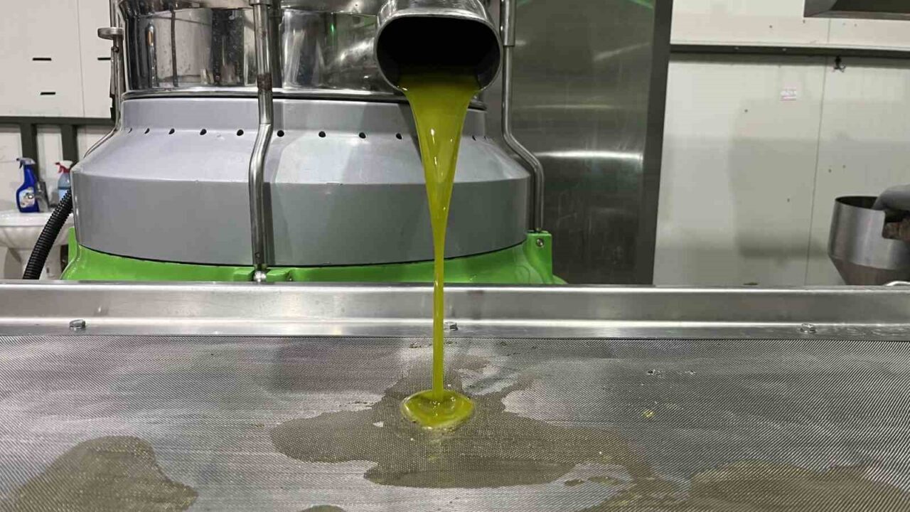 Bursa’nın İznik ilçesinde, Marmara bölgesinin ilk zeytinyağı sıkımı gerçekleştirildi. Zeytinyağı