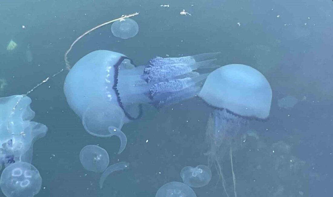 Marmara Denizi balıkçısı, yoğun görülen denizanasıyla mücadele ederken, tekrar kendini gösteren