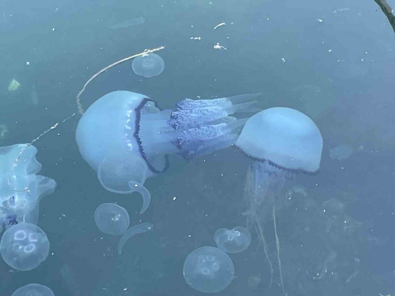 Marmara Denizi balıkçısı, yoğun görülen denizanasıyla mücadele ederken, tekrar kendini gösteren