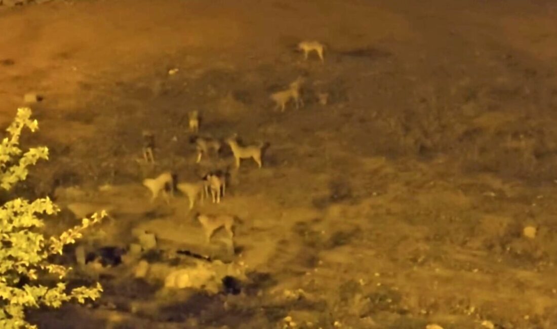 Mardin’in Mazıdağı ilçesinde sürü halinde gezen sokak köpekleri, vatandaşların korkulu