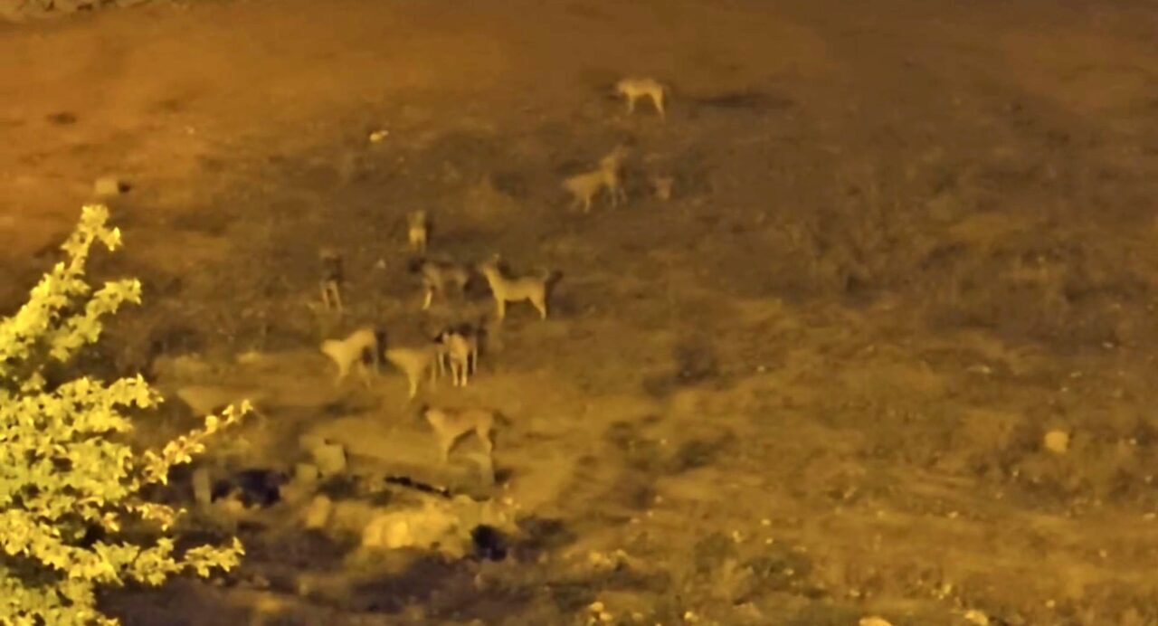 Mardin’in Mazıdağı ilçesinde sürü halinde gezen sokak köpekleri, vatandaşların korkulu
