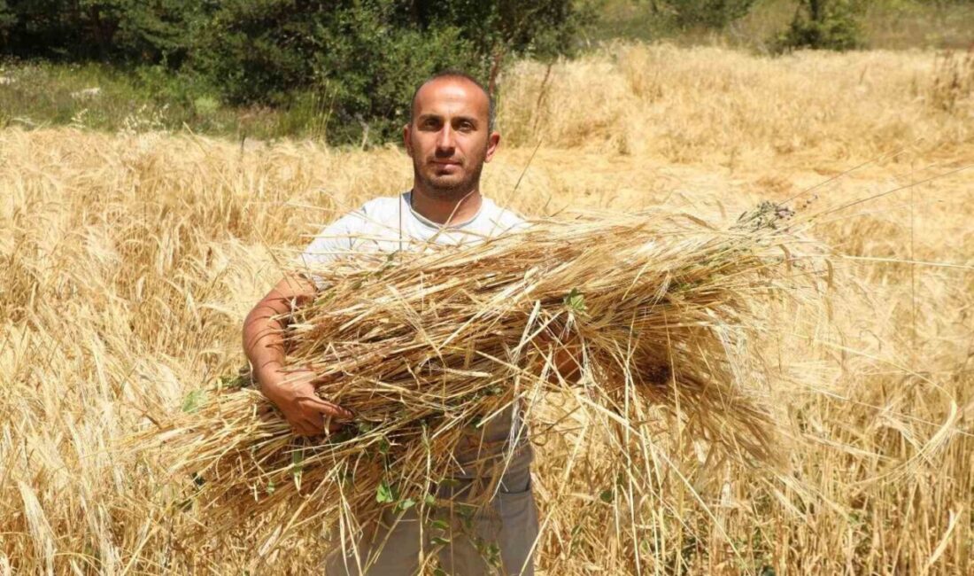 Yıllarca yaşadığı megakent İstanbul’dan memleketine dönüş yaparak tarım ve hayvancılık