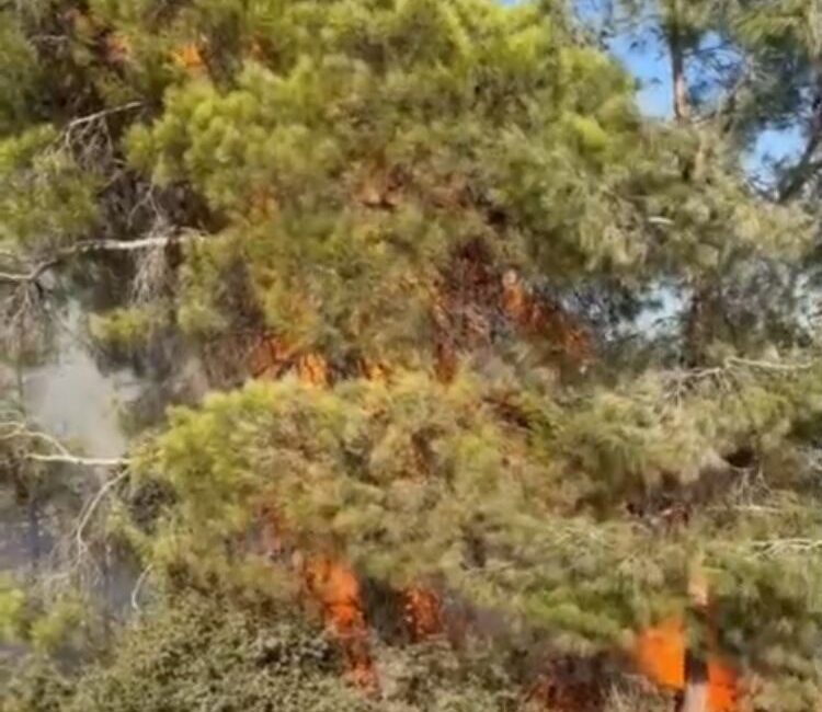 Mersin’in Erdemli ilçesinde çıkan orman yangını büyümeden kontrol altına alınarak