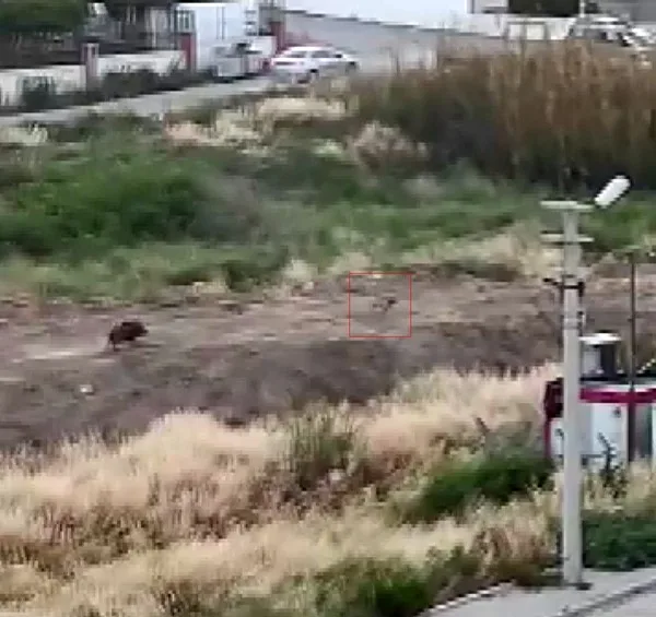 Mersin’de domuz sürüsünün bir köpeği kovaladığı anlar cep telefonu kamerasına