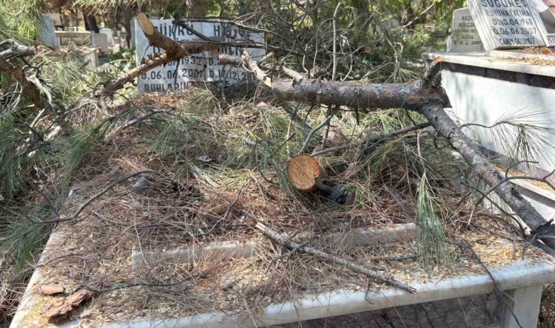 İzmir’in Buca ilçesindeki Kaynaklar Mezarlığı’nda yapılan ağaç budama çalışmaları sırasında,