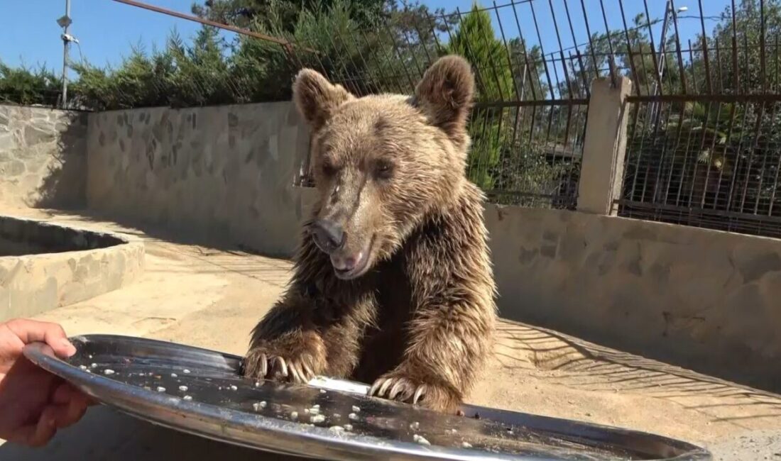 Çekmeköy’de aşırı meyve yiyerek mide rahatsızlığı geçiren ve hastanede tomografisi