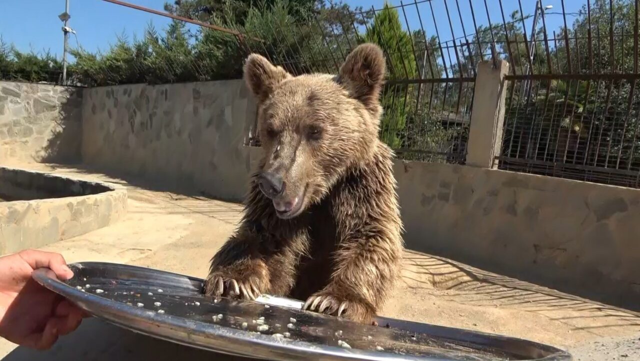 Çekmeköy’de aşırı meyve yiyerek mide rahatsızlığı geçiren ve hastanede tomografisi