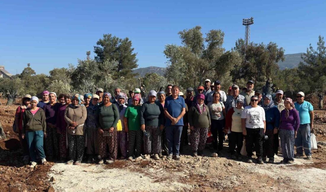 Muğla’nın Milas ilçesinde maden sahalarında kalan 151 zeytin ağacı, Ankara