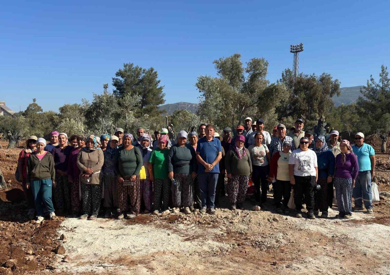 Muğla’nın Milas ilçesinde maden sahalarında kalan 151 zeytin ağacı, Ankara